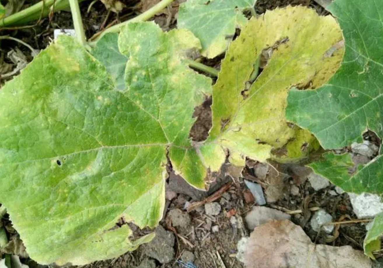 農(nóng)業(yè)植物病理學的主要研究方向介紹！